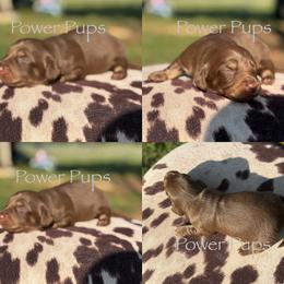 Dachshund Puppies from Power Pups