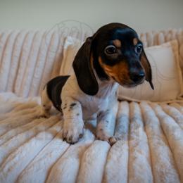 Truffles - Piebald male Dachshund puppy in Temecula, California from Naomi Magee's Dachshund Kennel