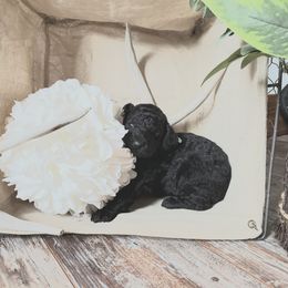 Poodle Puppies from Spangled Standard Poodles