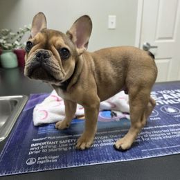 Mac - Fawn male French Bulldog puppy in Kennesaw, Georgia from LMD Frenchies