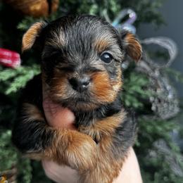 Lily - Black and tan female Yorkshire Terrier puppy in Antioch, California from Precious Puppies