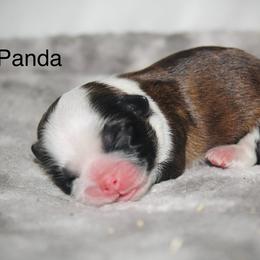 Panda - Brindle and white female Shih Tzu puppy in Pennsylvania from Manor Hills Shih Tzus