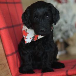 Stoudemire - Black male Goldendoodle puppy in Mesa, Arizona from Wrigley's Doodles