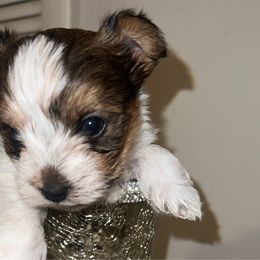 Boy 1 - Yorkshire Terrier puppy from My Exotic Yorkies LLC