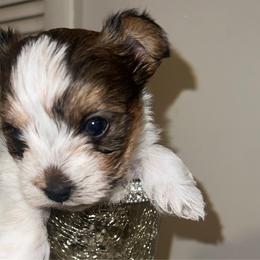Boy 1 - Yorkshire Terrier puppy from My Exotic Yorkies LLC