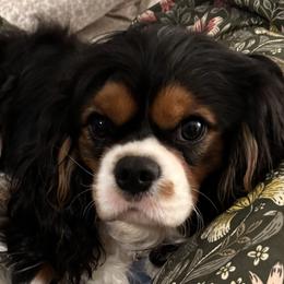 Cavalier King Charles Spaniels from Fern Valley Cavaliers