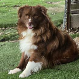 Duke - Toy Australian Shepherd