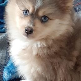 Pomskies from Northern Maine Samoyeds and Pomskies