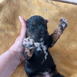 Maryland - Tri-color female Cavapoo puppy in Arabi, Georgia from Huckadoodle Farm
