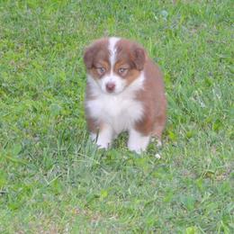 Australian Shepherd Puppies from Platinum Edition