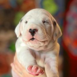 Female 1 - White and black female Dalmatian puppy in Lake Mathews, California from Bully Market