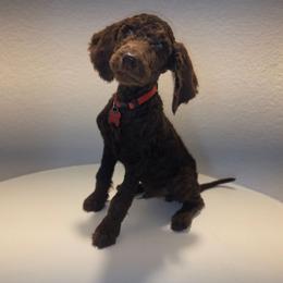 Lord Theodore Pawsworth Pupperton - Cafe au lait male Poodle puppy in Midlothian, Texas from Pristine Puppies & Signature Studs