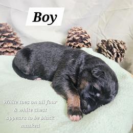 TBA - Black and red male German Shepherd puppy in Veneta, Oregon from H German Shepherds