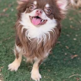 Twix - Chihuahua