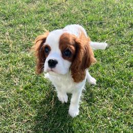 Lucky - Blenheim male Cavalier King Charles Spaniel puppy in Forney, Texas from Small Town Cavaliers
