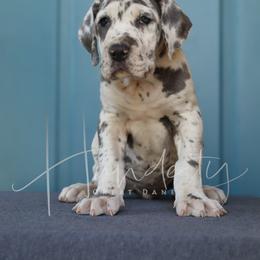 Patches - Harlequin female Great Dane puppy in Denison, Texas from Hundeity Great Danes