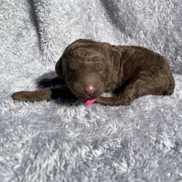 Coffee - Brown female Poodle puppy in Travelers Rest, South Carolina from Cotton Top