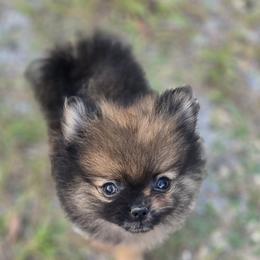 Dunkin - Orange sable male Pomeranian puppy in Mississippi from Chainbreakerkennels