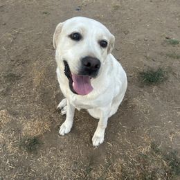 Elsa - Yellow female Labrador Retriever puppy in Live Oak, California from Blanco Labradors
