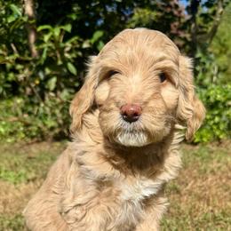 Pooh - Apricot male Goldendoodle puppy in Hendersonville, North Carolina from Kim's Cove