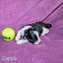Zappa - Black and white male Cockapoo puppy in Sunset, Louisiana from Cano Cockapoos