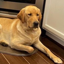 Labrador Retrievers from Darbytown Labradors