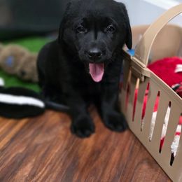 Olaf - Black male Labrador Retriever puppy in Seymour, Missouri from Fairview's Precious Pups