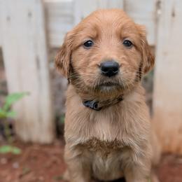 Beige - Dark golden female Golden Retriever puppy in Midland, North Carolina from Alger Farm, LLC