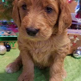 Bernedoodle, Goldendoodle, and Poodle Puppies from Granton Creek
