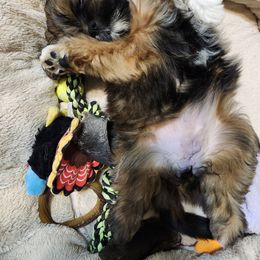 Lhasa Apso Puppies from Linda Richter