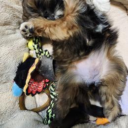Lhasa Apso Puppies from Linda Richter