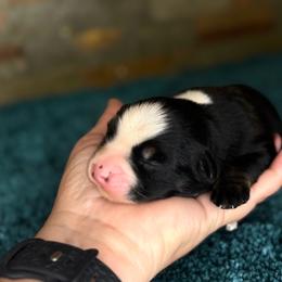Big Mike - Black tri male Miniature Australian Shepherd puppy in Goliad, Texas from Sassy Lil Aussies and Diamond W Poodles