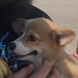 Sage bandana girl - Fawn female Pembroke Welsh Corgi puppy in Cherokee, Oklahoma from MCS Farms-OK