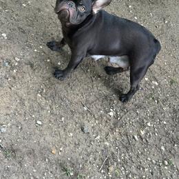 Coco - French Bulldog