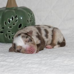 Dolly Parton - Red merle female Australian Shepherd puppy in Bristol, New Hampshire from NewFound Lake Aussies