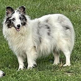 Topaz - Shetland Sheepdog