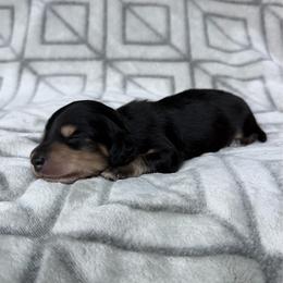 Black and Cream Longhair Boy 3500 - Black and cream male Dachshund puppy in Pauls Valley, Oklahoma from Simply Happy Dachshunds