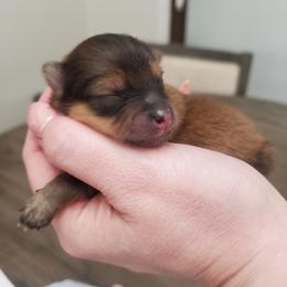 Hendrick - Orange sable male Pomeranian puppy in Saint Charles, Missouri from Bisous Pomeranians & Heartland Sh