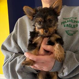 Luka - Black and tan male Yorkshire Terrier puppy in Downingtown, Pennsylvania from Superior Family Kennels