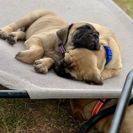 Bullmastiff Puppies from Tamar's Bullmastiffs (with Boundless Bullmastiffs)