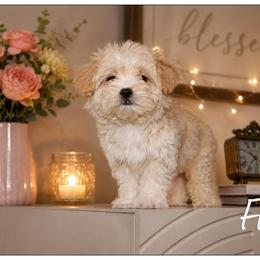 Flynn - White and tan male Maltese puppy in Warren, Michigan from Danielle's Yorkie Babies