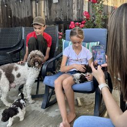 Lagotto Romagnolo Puppies from Anna’s Lagottos
