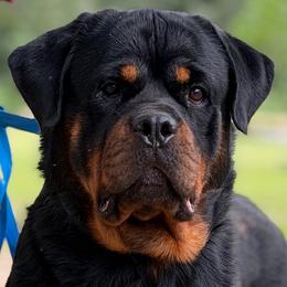 Hawk - Black and mahogany male Rottweiler puppy in Fredericktown, Missouri from Obsessions Rottweiler