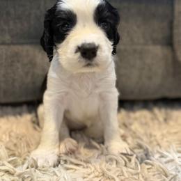 East - Black and white female English Springer Spaniel puppy in Fort White, Florida from Thunderbird Springers