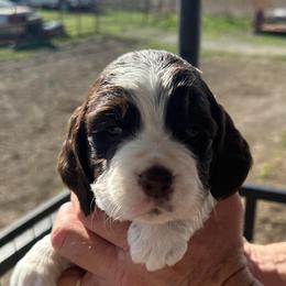 Hot Pink - Liver and white female English Springer Spaniel puppy in Godley, Texas from Legacy Springer Spaniels