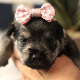 Sophie - Salt and pepper female Miniature Schnauzer puppy in Yucaipa, California from Mt. View's Pretty Little Schnauzers