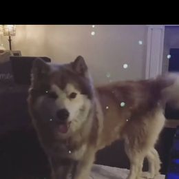 Siberian Husky Puppies from K & Zs Wolfgang Huskies