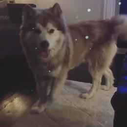 Siberian Husky Puppies from K & Zs Wolfgang Huskies