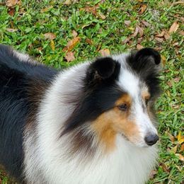 Shetland Sheepdogs from Michele Creaton