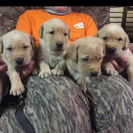 Labrador Retriever Puppies from Fetchmoore’s Labrador Retriever’s